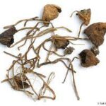 dried liberty cap magic mushrooms